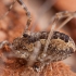 Šienpjovys - Platybunus bucephalus ♀ | Fotografijos autorius : Žilvinas Pūtys | © Macrogamta.lt | Šis tinklapis priklauso bendruomenei kuri domisi makro fotografija ir fotografuoja gyvąjį makro pasaulį.