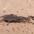 Šienpjovys - Trogulus tricarinatus | Fotografijos autorius : Žilvinas Pūtys | © Macrogamta.lt | Šis tinklapis priklauso bendruomenei kuri domisi makro fotografija ir fotografuoja gyvąjį makro pasaulį.