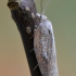 Rudasis akleris - Acleris rufana | Fotografijos autorius : Arūnas Eismantas | © Macrogamta.lt | Šis tinklapis priklauso bendruomenei kuri domisi makro fotografija ir fotografuoja gyvąjį makro pasaulį.