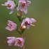 Šilinis viržis - Calluna vulgaris | Fotografijos autorius : Gintautas Steiblys | © Macrogamta.lt | Šis tinklapis priklauso bendruomenei kuri domisi makro fotografija ir fotografuoja gyvąjį makro pasaulį.