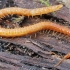 Šimtakojis - Pachymerium cf. ferrugineum ?? | Fotografijos autorius : Gintautas Steiblys | © Macrogamta.lt | Šis tinklapis priklauso bendruomenei kuri domisi makro fotografija ir fotografuoja gyvąjį makro pasaulį.