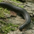 Šimtakojis dviporiakojis - Diplopoda | Fotografijos autorius : Gintautas Steiblys | © Macrogamta.lt | Šis tinklapis priklauso bendruomenei kuri domisi makro fotografija ir fotografuoja gyvąjį makro pasaulį.