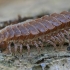 Šimtakojis dviporiakojis - Polydesmus sp. | Fotografijos autorius : Gintautas Steiblys | © Macrogamta.lt | Šis tinklapis priklauso bendruomenei kuri domisi makro fotografija ir fotografuoja gyvąjį makro pasaulį.