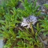Žemasis krekesas - Globularia repens | Fotografijos autorius : Gintautas Steiblys | © Macrogamta.lt | Šis tinklapis priklauso bendruomenei kuri domisi makro fotografija ir fotografuoja gyvąjį makro pasaulį.