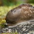 Šliužas - Tandonia pageti ?? | Fotografijos autorius : Gintautas Steiblys | © Macrogamta.lt | Šis tinklapis priklauso bendruomenei kuri domisi makro fotografija ir fotografuoja gyvąjį makro pasaulį.