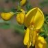 Šluotinis raipstas - Cytisus scoparius | Fotografijos autorius : Gintautas Steiblys | © Macrogamta.lt | Šis tinklapis priklauso bendruomenei kuri domisi makro fotografija ir fotografuoja gyvąjį makro pasaulį.