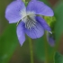 Šuninė našlaitė - Viola canina | Fotografijos autorius : Gintautas Steiblys | © Macrogamta.lt | Šis tinklapis priklauso bendruomenei kuri domisi makro fotografija ir fotografuoja gyvąjį makro pasaulį.