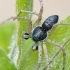 Dvispalvis vikrūnas - Philodromus dispar ♂ | Fotografijos autorius : Gintautas Steiblys | © Macrogamta.lt | Šis tinklapis priklauso bendruomenei kuri domisi makro fotografija ir fotografuoja gyvąjį makro pasaulį.