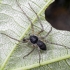 Dvispalvis vikrūnas - Philodromus dispar | Fotografijos autorius : Kazimieras Martinaitis | © Macrogamta.lt | Šis tinklapis priklauso bendruomenei kuri domisi makro fotografija ir fotografuoja gyvąjį makro pasaulį.