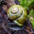 Šviesialūpė dryžė - Cepaea hortensis | Fotografijos autorius : Romas Ferenca | © Macrogamta.lt | Šis tinklapis priklauso bendruomenei kuri domisi makro fotografija ir fotografuoja gyvąjį makro pasaulį.