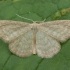 Šviesusis sprindžiukas - Idaea pallidata | Fotografijos autorius : Žilvinas Pūtys | © Macrogamta.lt | Šis tinklapis priklauso bendruomenei kuri domisi makro fotografija ir fotografuoja gyvąjį makro pasaulį.