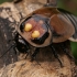 Švytataškis tarakonas - Lucihormetica verrucosa | Fotografijos autorius : Gintautas Steiblys | © Macrogamta.lt | Šis tinklapis priklauso bendruomenei kuri domisi makro fotografija ir fotografuoja gyvąjį makro pasaulį.