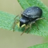 Žėrūnas - Heliophanus sp. | Fotografijos autorius : Gintautas Steiblys | © Macrogamta.lt | Šis tinklapis priklauso bendruomenei kuri domisi makro fotografija ir fotografuoja gyvąjį makro pasaulį.