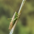 Pelkinis smailiagalvis - Conocephalus dorsalis | Fotografijos autorius : Kazimieras Martinaitis | © Macrogamta.lt | Šis tinklapis priklauso bendruomenei kuri domisi makro fotografija ir fotografuoja gyvąjį makro pasaulį.