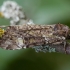 Žaliasis didysis dirvinukas - Anaplectoides prasina | Fotografijos autorius : Žilvinas Pūtys | © Macrogamta.lt | Šis tinklapis priklauso bendruomenei kuri domisi makro fotografija ir fotografuoja gyvąjį makro pasaulį.