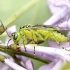 Žaliasis pjūklelis - Rhogogaster viridis | Fotografijos autorius : Kazimieras Martinaitis | © Macrogamta.lt | Šis tinklapis priklauso bendruomenei kuri domisi makro fotografija ir fotografuoja gyvąjį makro pasaulį.