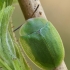 Žaliasis skydinukas - Cassida viridis  | Fotografijos autorius : Gintautas Steiblys | © Macrogamta.lt | Šis tinklapis priklauso bendruomenei kuri domisi makro fotografija ir fotografuoja gyvąjį makro pasaulį.