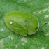 Žaliasis skydinukas - Cassida viridis | Fotografijos autorius : Romas Ferenca | © Macrogamta.lt | Šis tinklapis priklauso bendruomenei kuri domisi makro fotografija ir fotografuoja gyvąjį makro pasaulį.