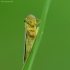Žalioji cikadelė - Cicadella viridis | Fotografijos autorius : Vidas Brazauskas | © Macrogamta.lt | Šis tinklapis priklauso bendruomenei kuri domisi makro fotografija ir fotografuoja gyvąjį makro pasaulį.