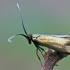 Juodagalvė ilgaūsė makštinė kandis - Cauchas rufimitrella | Fotografijos autorius : Gintautas Steiblys | © Macrogamta.lt | Šis tinklapis priklauso bendruomenei kuri domisi makro fotografija ir fotografuoja gyvąjį makro pasaulį.