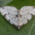 Žalioji kolostygija - Colostygia pectinataria | Fotografijos autorius : Žilvinas Pūtys | © Macrogamta.lt | Šis tinklapis priklauso bendruomenei kuri domisi makro fotografija ir fotografuoja gyvąjį makro pasaulį.