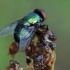 Paprastoji žalioji lavonmusė - Lucilia sericata ♂ | Fotografijos autorius : Gintautas Steiblys | © Macrogamta.lt | Šis tinklapis priklauso bendruomenei kuri domisi makro fotografija ir fotografuoja gyvąjį makro pasaulį.