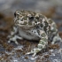 Žalioji rupūžė - Bufotes viridis | Fotografijos autorius : Žilvinas Pūtys | © Macrogamta.lt | Šis tinklapis priklauso bendruomenei kuri domisi makro fotografija ir fotografuoja gyvąjį makro pasaulį.