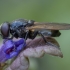 Žalutė - Cheilosia albitarsis ♀ | Fotografijos autorius : Žilvinas Pūtys | © Macrogamta.lt | Šis tinklapis priklauso bendruomenei kuri domisi makro fotografija ir fotografuoja gyvąjį makro pasaulį.