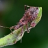 Žiaurioji skerdblakė - Himacerus apterus | Fotografijos autorius : Kazimieras Martinaitis | © Macrogamta.lt | Šis tinklapis priklauso bendruomenei kuri domisi makro fotografija ir fotografuoja gyvąjį makro pasaulį.