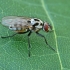 Žiedenė - Anthomyia pluvialis | Fotografijos autorius : Gintautas Steiblys | © Macrogamta.lt | Šis tinklapis priklauso bendruomenei kuri domisi makro fotografija ir fotografuoja gyvąjį makro pasaulį.