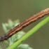 Žiedinė cidarija - Epirrhoe tristata, vikšras | Fotografijos autorius : Gintautas Steiblys | © Macrogamta.lt | Šis tinklapis priklauso bendruomenei kuri domisi makro fotografija ir fotografuoja gyvąjį makro pasaulį.