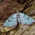 Žiedinė sprindenė - Chloroclystis v-ata | Fotografijos autorius : Romas Ferenca | © Macrogamta.lt | Šis tinklapis priklauso bendruomenei kuri domisi makro fotografija ir fotografuoja gyvąjį makro pasaulį.