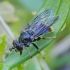 Pušinė žiedmusė - Blera fallax | Fotografijos autorius : Romas Ferenca | © Macrogamta.lt | Šis tinklapis priklauso bendruomenei kuri domisi makro fotografija ir fotografuoja gyvąjį makro pasaulį.