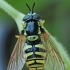 Žiedmusė - Chrysotoxum cautum | Fotografijos autorius : Gintautas Steiblys | © Macrogamta.lt | Šis tinklapis priklauso bendruomenei kuri domisi makro fotografija ir fotografuoja gyvąjį makro pasaulį.