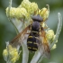 Žiedmusė - Chrysotoxum festivum ♂ | Fotografijos autorius : Žilvinas Pūtys | © Macrogamta.lt | Šis tinklapis priklauso bendruomenei kuri domisi makro fotografija ir fotografuoja gyvąjį makro pasaulį.