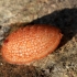 Žiedmusė - Microdon analis, lerva | Fotografijos autorius : Ramunė Vakarė | © Macrogamta.lt | Šis tinklapis priklauso bendruomenei kuri domisi makro fotografija ir fotografuoja gyvąjį makro pasaulį.