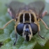 Žiedmusė - Helophilus pendulus ♀ | Fotografijos autorius : Žilvinas Pūtys | © Macrogamta.lt | Šis tinklapis priklauso bendruomenei kuri domisi makro fotografija ir fotografuoja gyvąjį makro pasaulį.