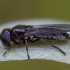 Žiedmusė - Heringia pubescens ♀ | Fotografijos autorius : Žilvinas Pūtys | © Macrogamta.lt | Šis tinklapis priklauso bendruomenei kuri domisi makro fotografija ir fotografuoja gyvąjį makro pasaulį.