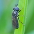Žiedmusė - Pipizella maculipennis | Fotografijos autorius : Romas Ferenca | © Macrogamta.lt | Šis tinklapis priklauso bendruomenei kuri domisi makro fotografija ir fotografuoja gyvąjį makro pasaulį.