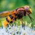 Žiedmusė - Volucella zonaria | Fotografijos autorius : Oskaras Venckus | © Macrogamta.lt | Šis tinklapis priklauso bendruomenei kuri domisi makro fotografija ir fotografuoja gyvąjį makro pasaulį.