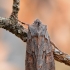 Žieminis ilgasparniukas - Lithophane furcifera | Fotografijos autorius : Arūnas Eismantas | © Macrogamta.lt | Šis tinklapis priklauso bendruomenei kuri domisi makro fotografija ir fotografuoja gyvąjį makro pasaulį.