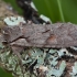 Žieminis ilgasparniukas - Lithophane furcifera | Fotografijos autorius : Žilvinas Pūtys | © Macrogamta.lt | Šis tinklapis priklauso bendruomenei kuri domisi makro fotografija ir fotografuoja gyvąjį makro pasaulį.