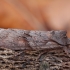 Žieminis ilgasparniukas - Lithophane furcifera | Fotografijos autorius : Žilvinas Pūtys | © Macrogamta.lt | Šis tinklapis priklauso bendruomenei kuri domisi makro fotografija ir fotografuoja gyvąjį makro pasaulį.