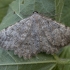 Geometer moth - Dicrognophos sartata | Fotografijos autorius : Žilvinas Pūtys | © Macronature.eu | Macro photography web site