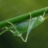 Žiogas - Tettigonia sp. | Fotografijos autorius : Vidas Brazauskas | © Macrogamta.lt | Šis tinklapis priklauso bendruomenei kuri domisi makro fotografija ir fotografuoja gyvąjį makro pasaulį.