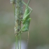 Žiogas giesmininkas - Tettigonia cantans ♀, nimfa | Fotografijos autorius : Žilvinas Pūtys | © Macrogamta.lt | Šis tinklapis priklauso bendruomenei kuri domisi makro fotografija ir fotografuoja gyvąjį makro pasaulį.