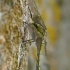 Paprastoji skėtė - Sympetrum vulgatum | Fotografijos autorius : Gintautas Steiblys | © Macrogamta.lt | Šis tinklapis priklauso bendruomenei kuri domisi makro fotografija ir fotografuoja gyvąjį makro pasaulį.