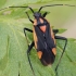 Žolblakė - Capsodes vittiventris | Fotografijos autorius : Gintautas Steiblys | © Macrogamta.lt | Šis tinklapis priklauso bendruomenei kuri domisi makro fotografija ir fotografuoja gyvąjį makro pasaulį.