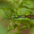 Žolblakė - Odontoplatys suturalis | Fotografijos autorius : Žilvinas Pūtys | © Macrogamta.lt | Šis tinklapis priklauso bendruomenei kuri domisi makro fotografija ir fotografuoja gyvąjį makro pasaulį.