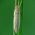 Skeltagalvė žolblakė - Notostira elongata | Fotografijos autorius : Vidas Brazauskas | © Macrogamta.lt | Šis tinklapis priklauso bendruomenei kuri domisi makro fotografija ir fotografuoja gyvąjį makro pasaulį.